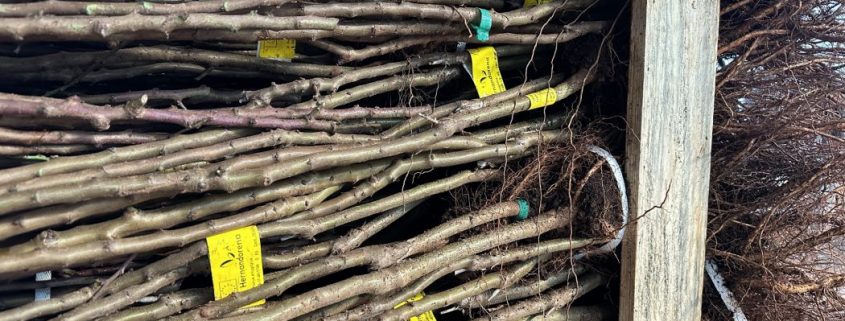 bare root plants