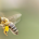 European Bee Award 2023 opens for applications