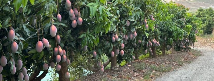 fruto del mango