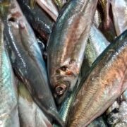 sardina ibérica