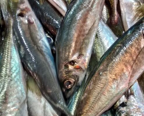 sardina ibérica