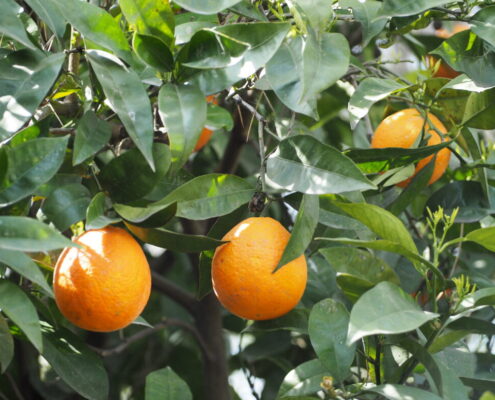campaña de naranjas
