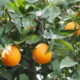 campaña de naranjas