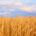 Primera estimación de cosecha de cereales: 20 millones de toneladas