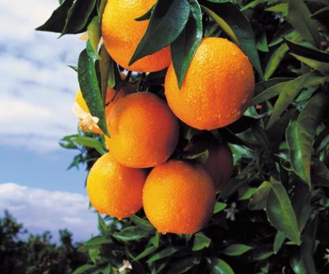 mandarinas