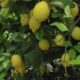 productores de limón