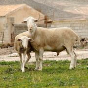El Ifapa busca mejorar la producción de razas ovinas autóctonas en Andalucía.