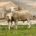 El Ifapa busca mejorar la producción de razas ovinas autóctonas en Andalucía
