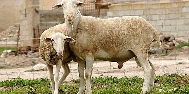El Ifapa busca mejorar la producción de razas ovinas autóctonas en Andalucía.