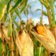 Impacto del clima en la producción de cereales.