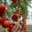 BASF presenta su programa de tratamientos para tomate