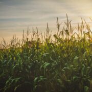 Pronósticos de escasez mundial de trigo y equilibrio en los cereales para 2024/25.