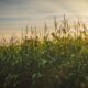 Pronósticos de escasez mundial de trigo y equilibrio en los cereales para 2024/25.