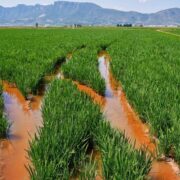 Nuevas variedades de arroz se incorporan a la DOP Arroz de Valencia.