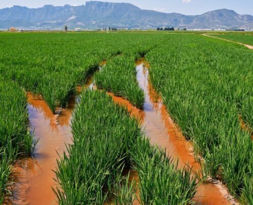 Nuevas variedades de arroz se incorporan a la DOP Arroz de Valencia.