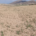 La falta de lluvias fulmina los cultivos herbáceos de Almería