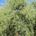 AGRIMOBI OLIVE-P mejora la floración y cuajado del olivar