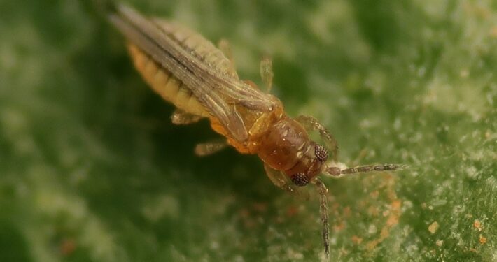 Scirtothrips aurantii