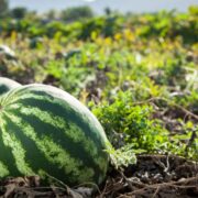 Grupo Agroponiente se prepara para una buena temporada con el melón y la sandía como protagonistas.