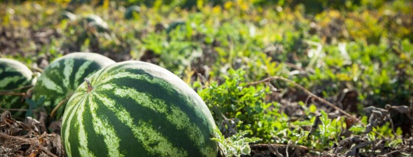 Grupo Agroponiente se prepara para una buena temporada con el melón y la sandía como protagonistas.