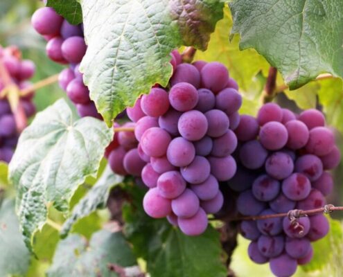 Perú se consolida como líder mundial en exportación de uvas.