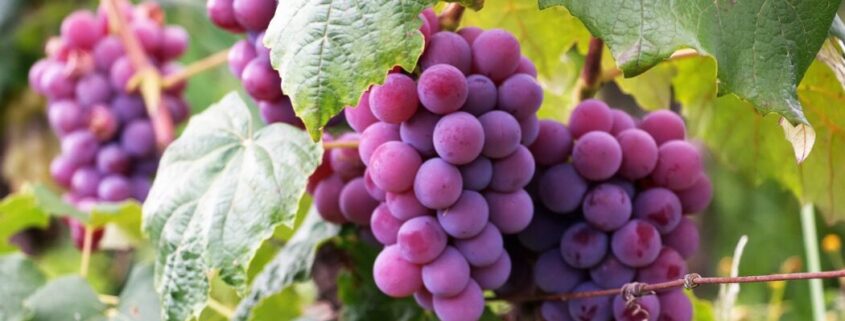 Perú se consolida como líder mundial en exportación de uvas.