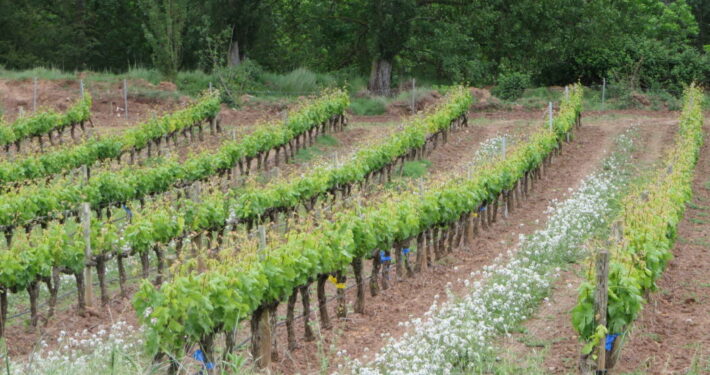 La idea de calidad en el marco de una viticultura sostenible.