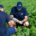 Udapa lidera la innovación para proteger y potenciar la producción de patatas