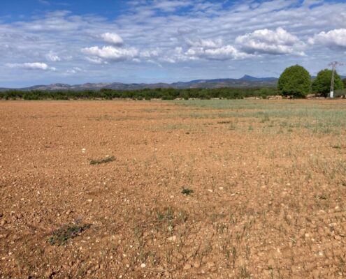 La Unió solicita ayuda urgente ante la crisis de sequía que vive la Comunidad Valenciana.