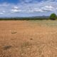 La Unió solicita ayuda urgente ante la crisis de sequía que vive la Comunidad Valenciana.