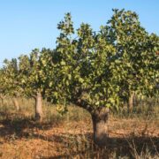 Aumenta un 9 % la superficie de cultivos leñosos en España en la última década.