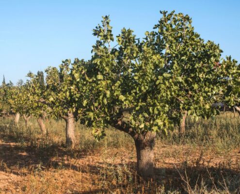 Aumenta un 9 % la superficie de cultivos leñosos en España en la última década.