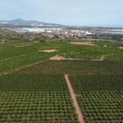 Un proyecto de parque solar en Castellón acabaría con una de las zonas citrícolas de mayor valor.