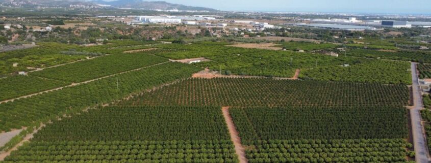 Un proyecto de parque solar en Castellón acabaría con una de las zonas citrícolas de mayor valor.
