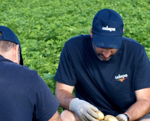 Udapa lidera la innovación para proteger y potenciar la producción de patatas.