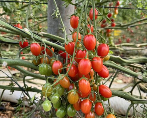 tomate Angelle