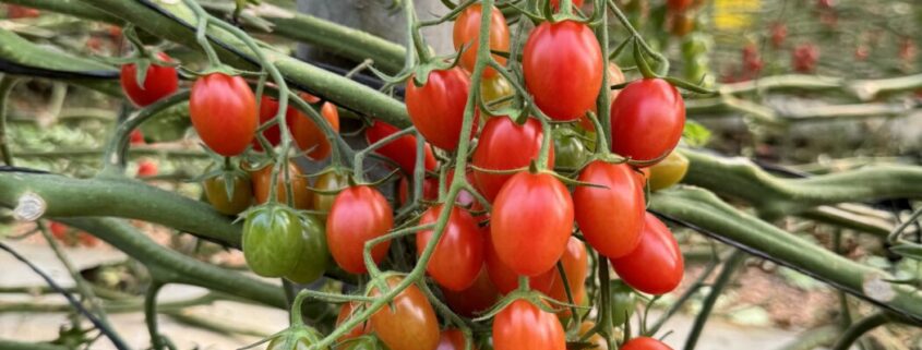 tomate Angelle