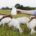 COAG denuncia la delicada situación de 5.340 productores de leche de cabra