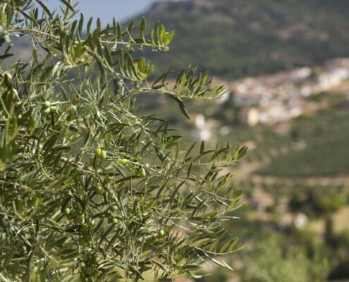 Sierra de Cazorla