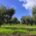 El Ifapa identifican 173 nuevas variedades de olivo a nivel nacional