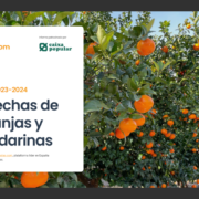 cosechas de naranjas