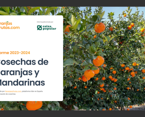 cosechas de naranjas