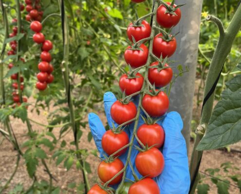 virus del rugoso del tomate