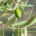 BIOREVALEAF propone las hojas del olivo como ingrediente alimentario