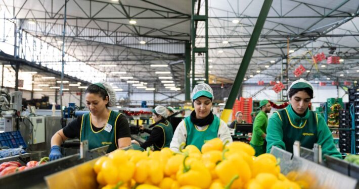 de frutas y hortalizas