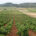 AVA-ASAJA prevé unos "precios históricos" para la uva de cava por la sequía