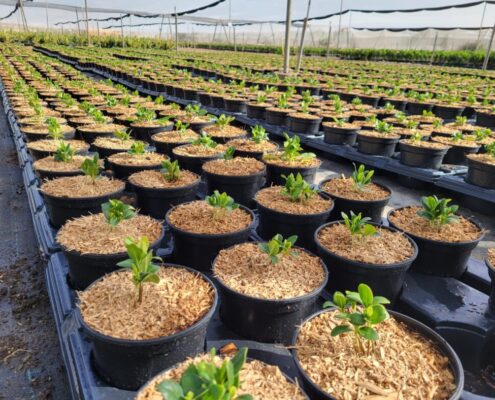 Container Mulch