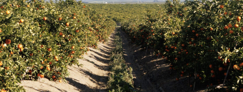 mandarina Leanri