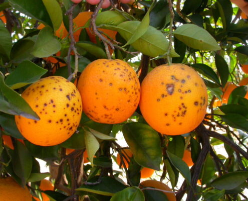 Intercitrus