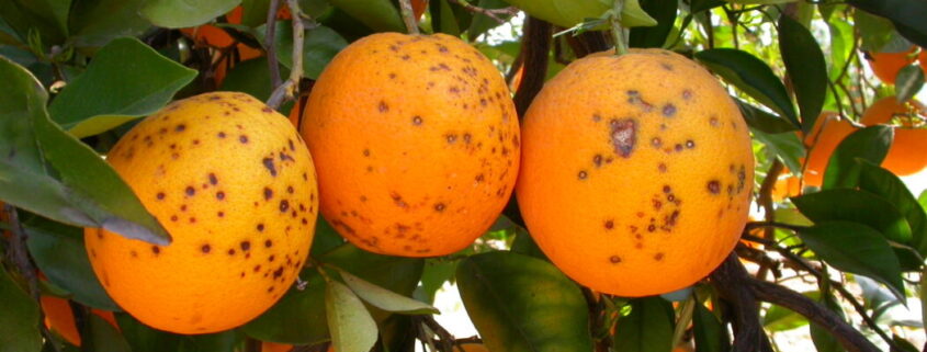 Intercitrus